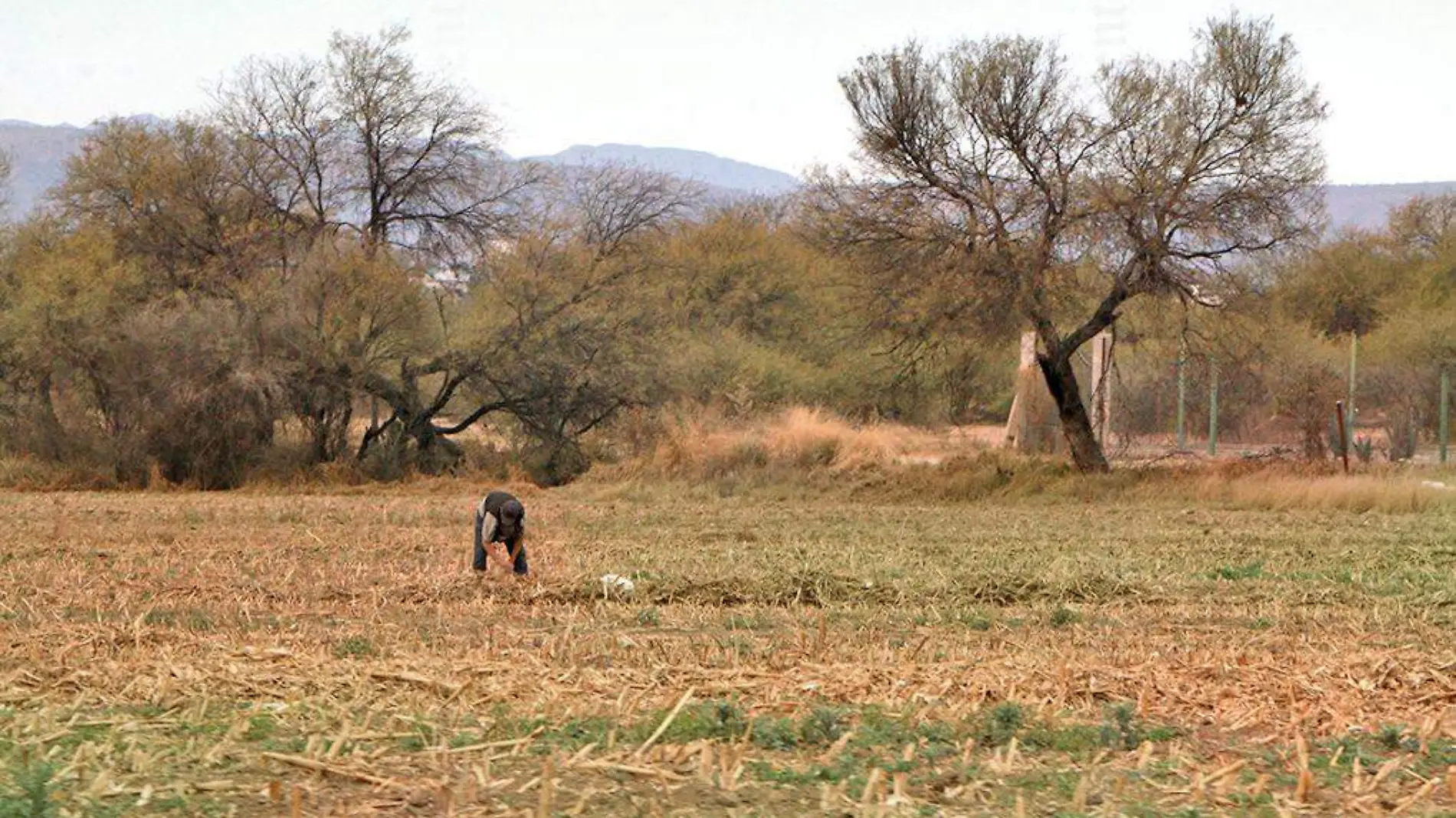 campo siembra